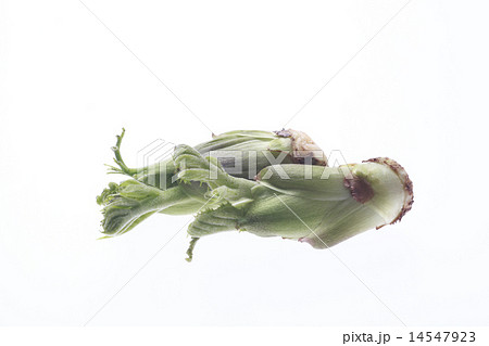 たらの芽、タラの芽、食材 14547923