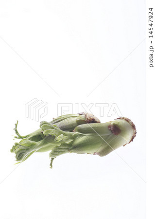 たらの芽、タラの芽、食材 14547924