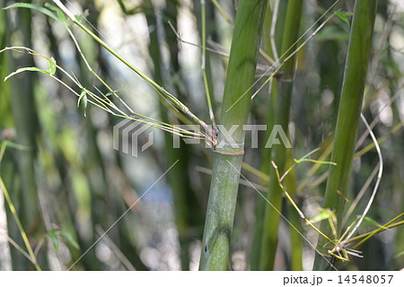 ホウライチク ホウライチク 14548057