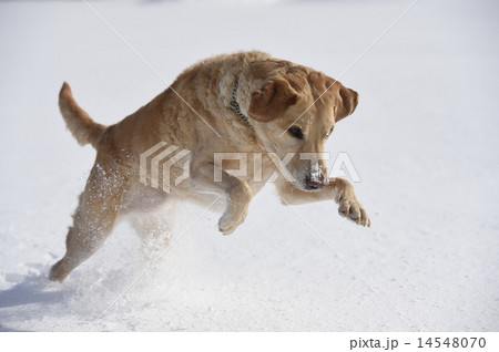 雪で遊ぶ犬 14548070
