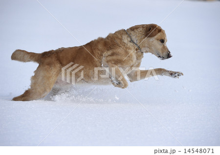 雪で遊ぶ犬 雪で遊ぶ犬 14548071