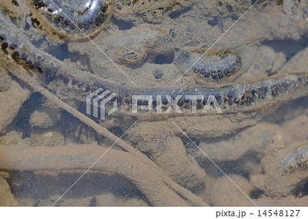 オタマジャクシの孵化 14548127