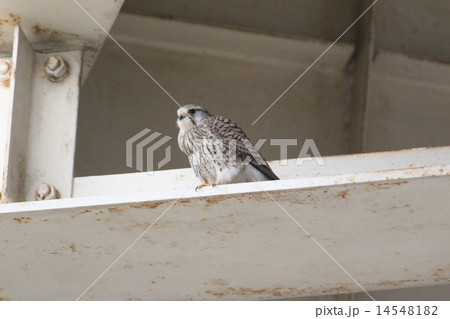 チョウゲンボウの雌 チョウゲンボウの雌 14548182