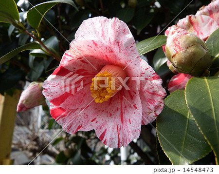 赤い花に白斑が入った可憐なヤブツバキの花。 14548473