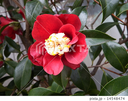 濃い赤の一重咲きに花芯が特長的なツバキ ムラゲ の写真素材