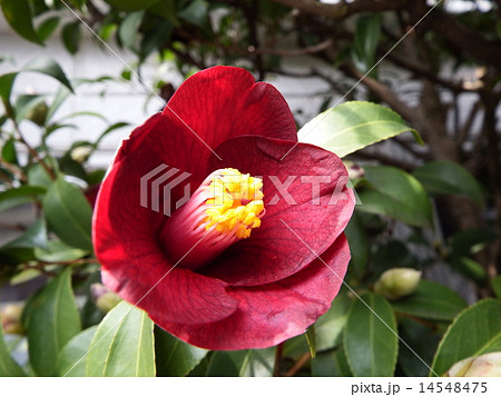 凛として咲く、一重咲きのツバキの花、カラスマル。 14548475