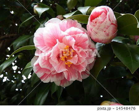 赤い花に白斑が入った可憐なヤブツバキの花。 14548476