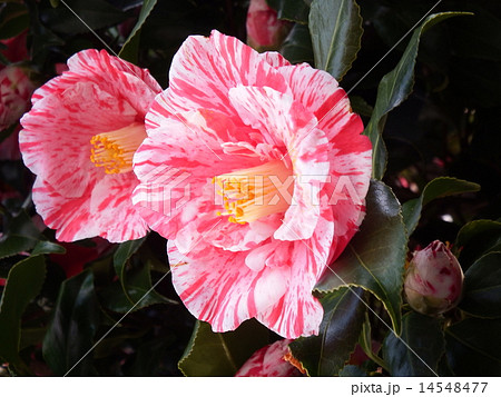 赤い花に白斑が入った可憐なヤブツバキの花。 14548477