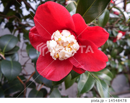 濃い赤の一重咲きに花芯が特長的なツバキ、ムラゲ。 濃い赤の一重咲きに花芯が特長的なツバキ、ムラゲ。 14548478