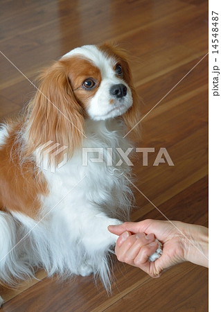 キャバリア 14548487