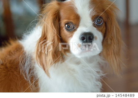 キャバリア 14548489