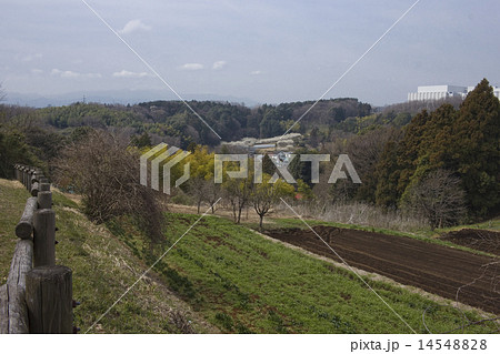 田園風景・多摩丘陵の散策 14548828