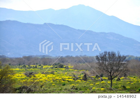 菜の花咲く吉野川中洲と高越山 14548902