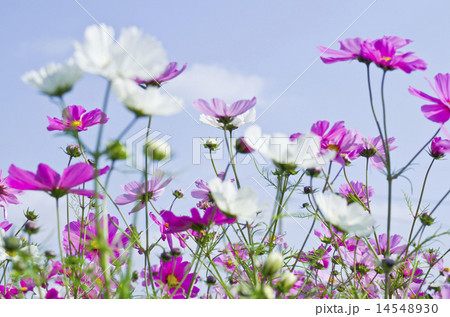 コスモス畑 コスモス畑 14548930