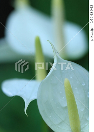 スパティフィラム 14548942