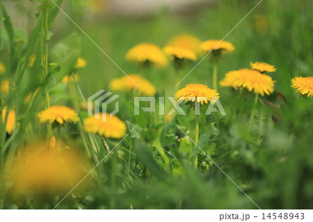 たんぽぽ たんぽぽ 14548943