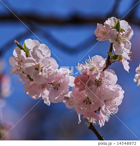 Flowering branch of Sakura. (Cherry blossoms) 14548972