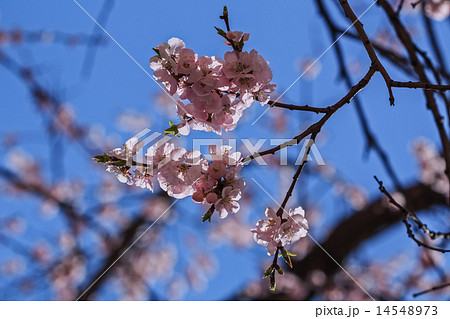 Flowering branch of Sakura. (Cherry blossoms) 14548973
