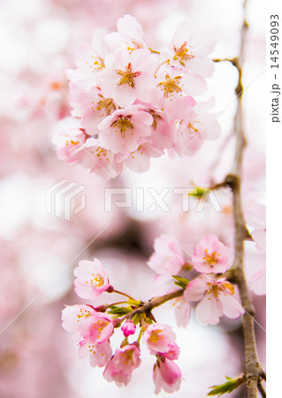 満開のしだれ桜 縦構図 の写真素材