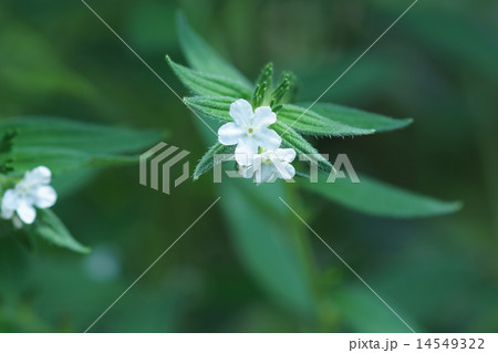 紫 ムラサキと申しますが、花は白です。 紫 ムラサキと申しますが、花は白です。 14549322