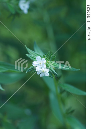 紫 ムラサキと申しますが、花は白です。 紫 ムラサキと申しますが、花は白です。 14549323