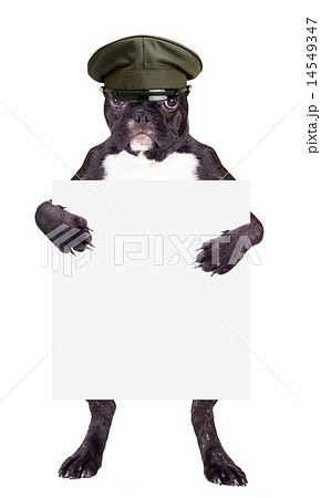 French Bulldog in khaki hat French Bulldog in khaki hat 14549347
