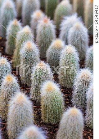 number cactuses growing in pots number cactuses growing in pots 14549417