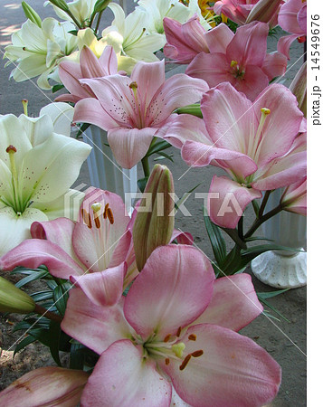 Rosy red big lilly bouquet Rosy red big lilly bouquet 14549676