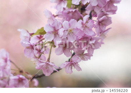 河津桜 河津桜 14556220
