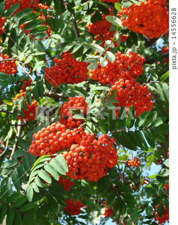 Rowan tree berries clusters 14556628