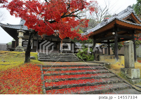 東大寺指図堂の紅葉 14557334
