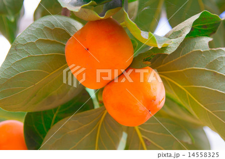 Persimmon tree with fruit in the orchard 14558325