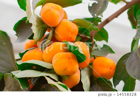Persimmon orange, full-grown produce and sell. 14558328