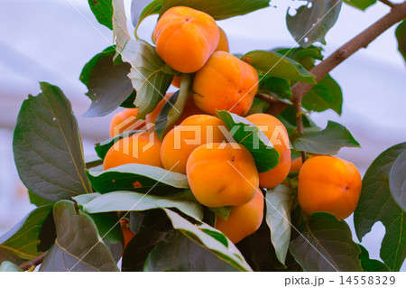 Persimmon orange, full-grown produce and sell. Persimmon orange, full-grown produce and sell. 14558329