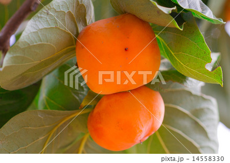 Persimmon orange, full-grown produce and sell. 14558330