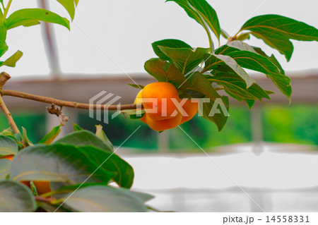 Persimmon tree and bright orange persimmons contra Persimmon tree and bright orange persimmons contra 14558331