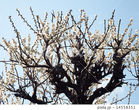 艶やかな紅梅ともに古くから日本人に愛され万葉集には梅を詠んだ 歌も多く、早春を彩る日本を代表する花木 艶やかな紅梅ともに古くから日本人に愛され万葉集には梅を詠んだ 歌も多く、早春を彩る日本を代表する花木 14558351
