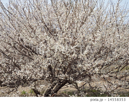 艶やかな紅梅ともに古くから日本人に愛され万葉集には梅を詠んだ 歌も多く、早春を彩る日本を代表する花木 14558353