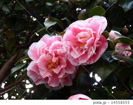 赤い花に白斑が入った可憐なヤブツバキの花。 赤い花に白斑が入った可憐なヤブツバキの花。 14558355