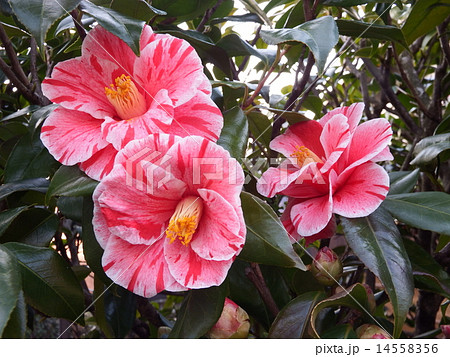赤い花に白斑が入った可憐なヤブツバキの花。 赤い花に白斑が入った可憐なヤブツバキの花。 14558356
