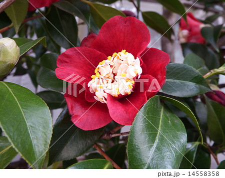 濃い赤の一重咲きに花芯が特長的なツバキ、ムラゲ。 14558358