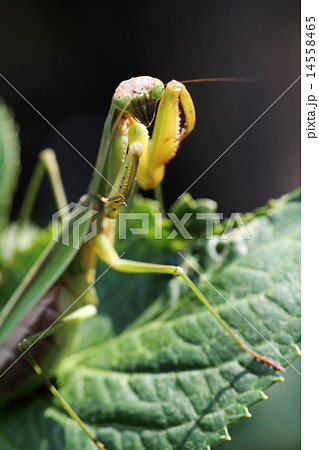 カマキリの威嚇 14558465
