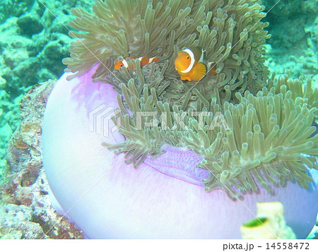 カクレクマノミ カクレクマノミ 14558472