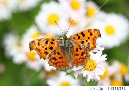 キタテハと野ギク キタテハと野ギク 14558581