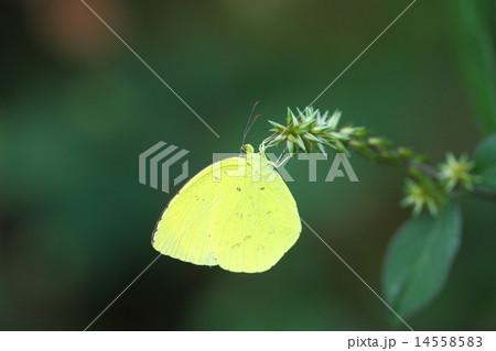 キチョウ 14558583