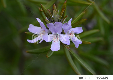 ウエストリンギア 14558891