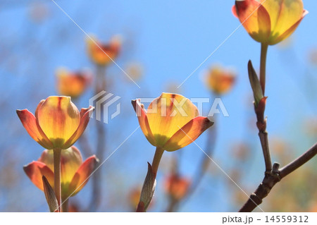 ハナミズキの総苞 14559312