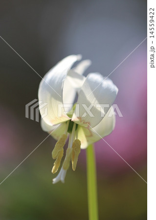 白花カタクリ 14559422