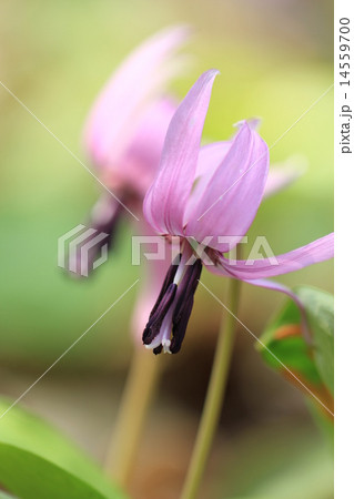 妖精カタクリの花 妖精カタクリの花 14559700