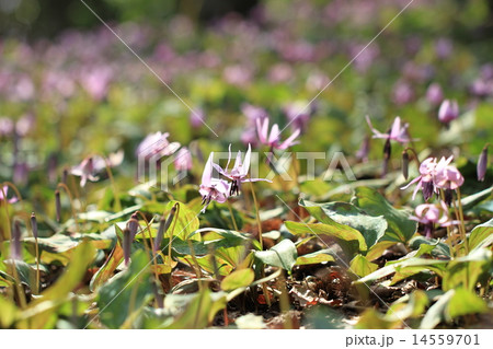 妖精カタクリの花 14559701